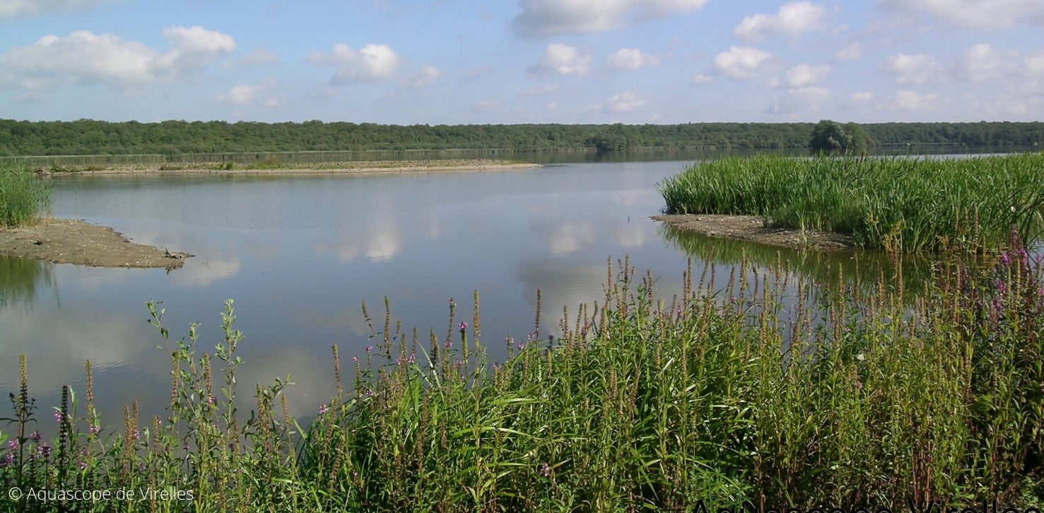 Aquascope de Virelles vue