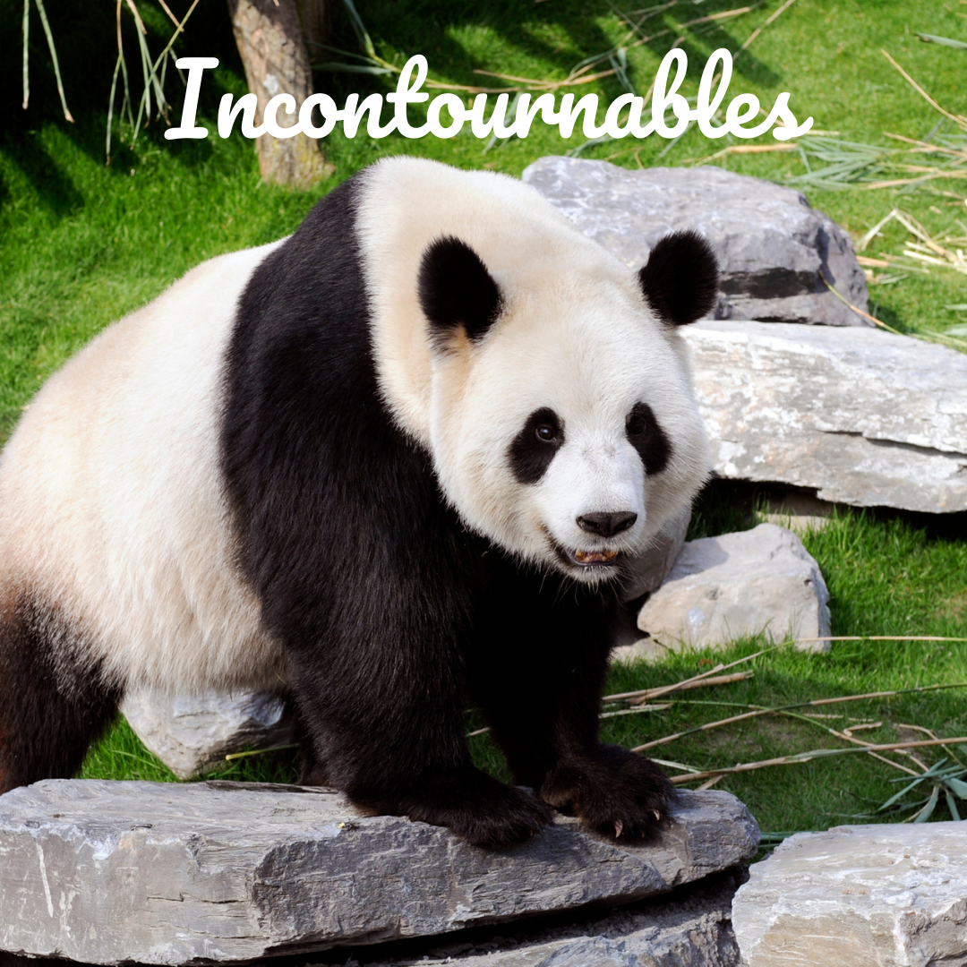 Incontournables