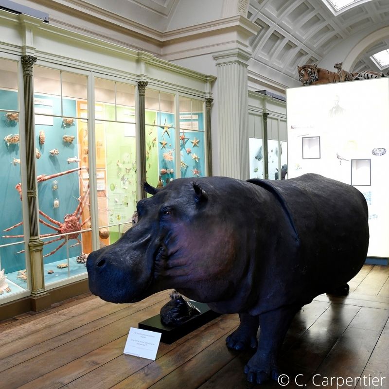 Réduction pass musee histoire naturelle vivarium tournai