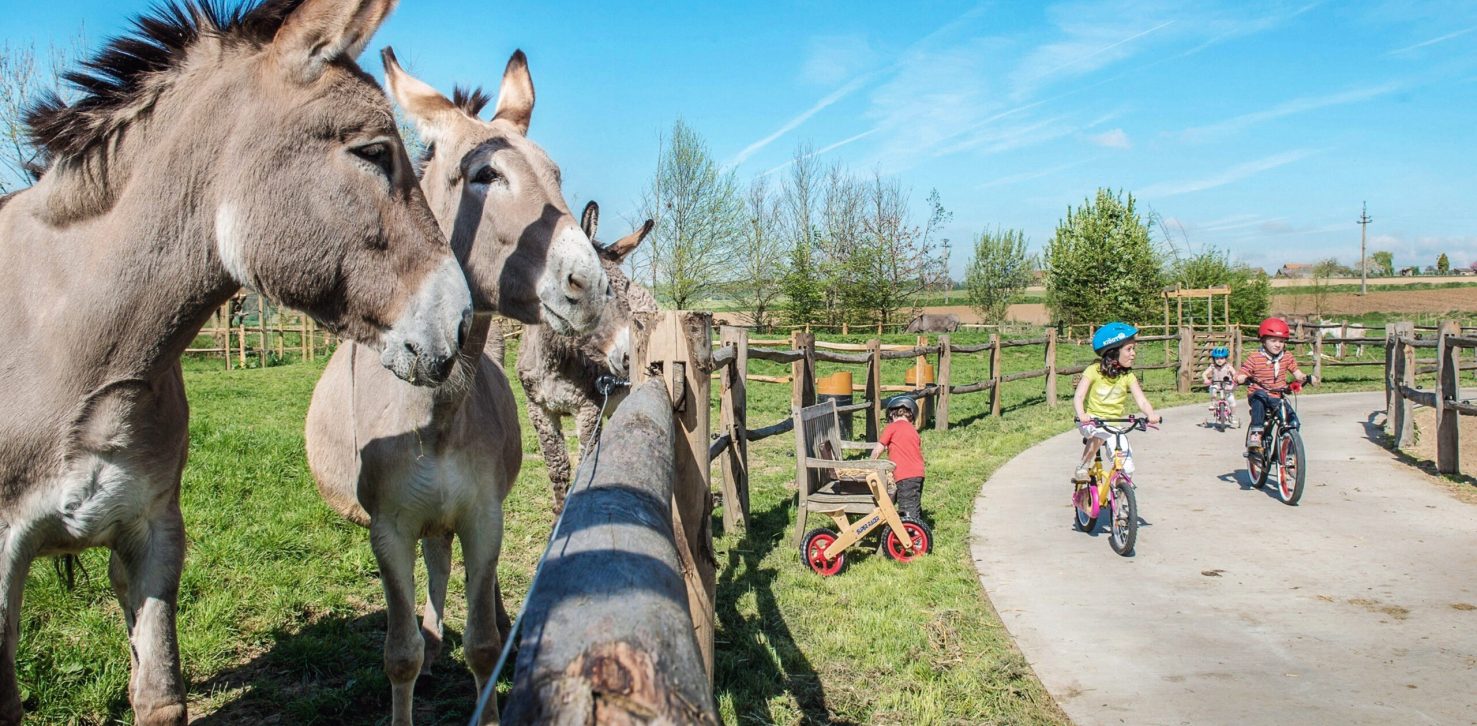 L'Asinerie du Pays des Collines. © Coralie Cardon